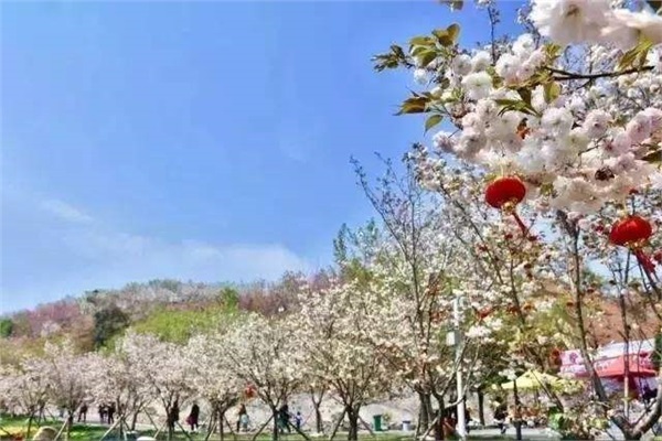 長沙潯龍河櫻花谷、田漢文化園一日游